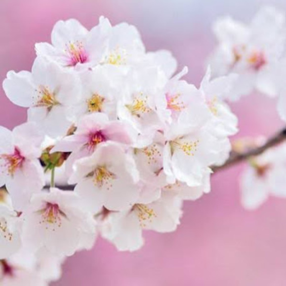 Meet your Posher, Emily - Picture 1 of 1